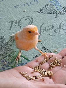 Кенар, канарка ручні