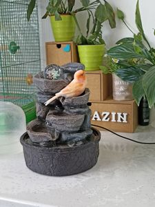 Кенар, канарка ручні