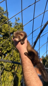 Фретка ( домашній тхір )