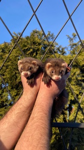 Фретка ( домашній тхір )