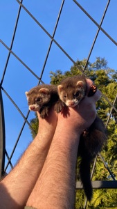 Фретка ( домашній тхір )