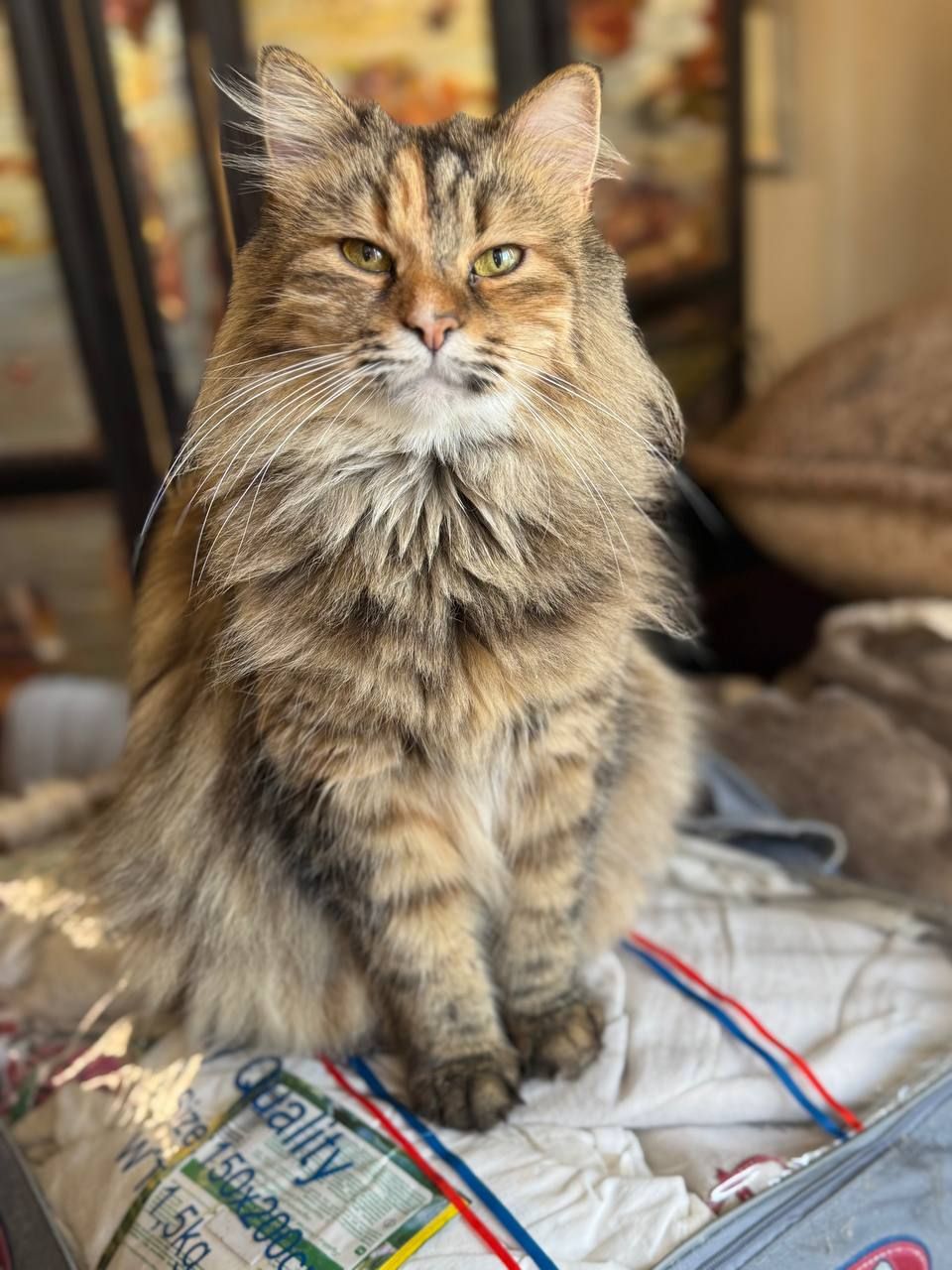 Буся, 3 роки