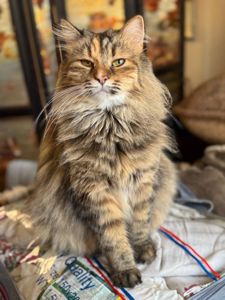 Буся, 3 роки