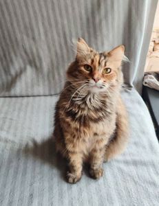 Буся, 3 роки