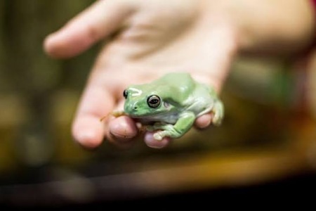 Австралійські квакши. Літорія.