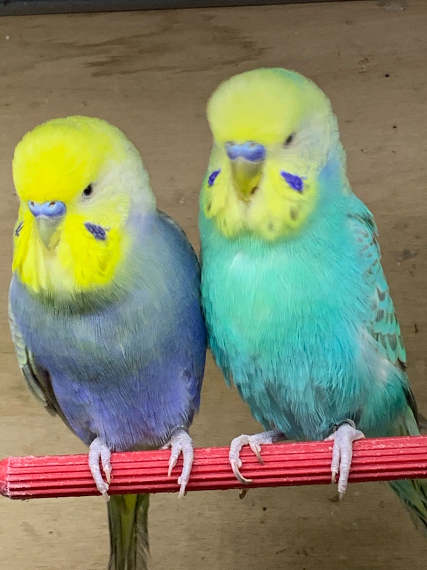 Радужні хвилясті папуги, малюки віком 1 міс