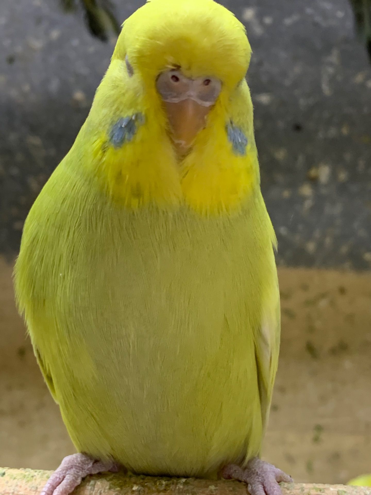 Радужні хвилясті папуги, малюки віком 1 міс