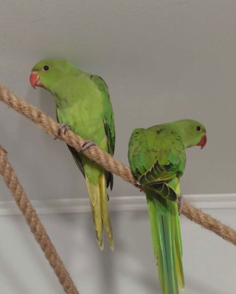 Ожереловые малыши разного окраса, птенцы в наличии, мальчики и девочки