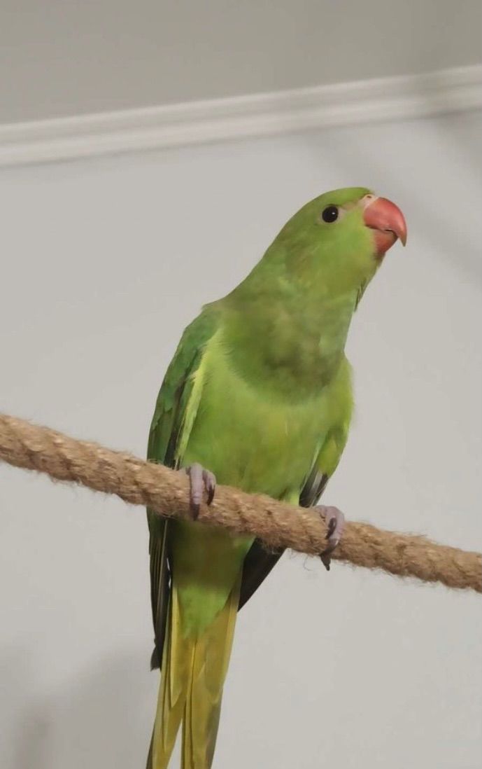 Ожереловые малыши разного окраса, птенцы в наличии, мальчики и девочки