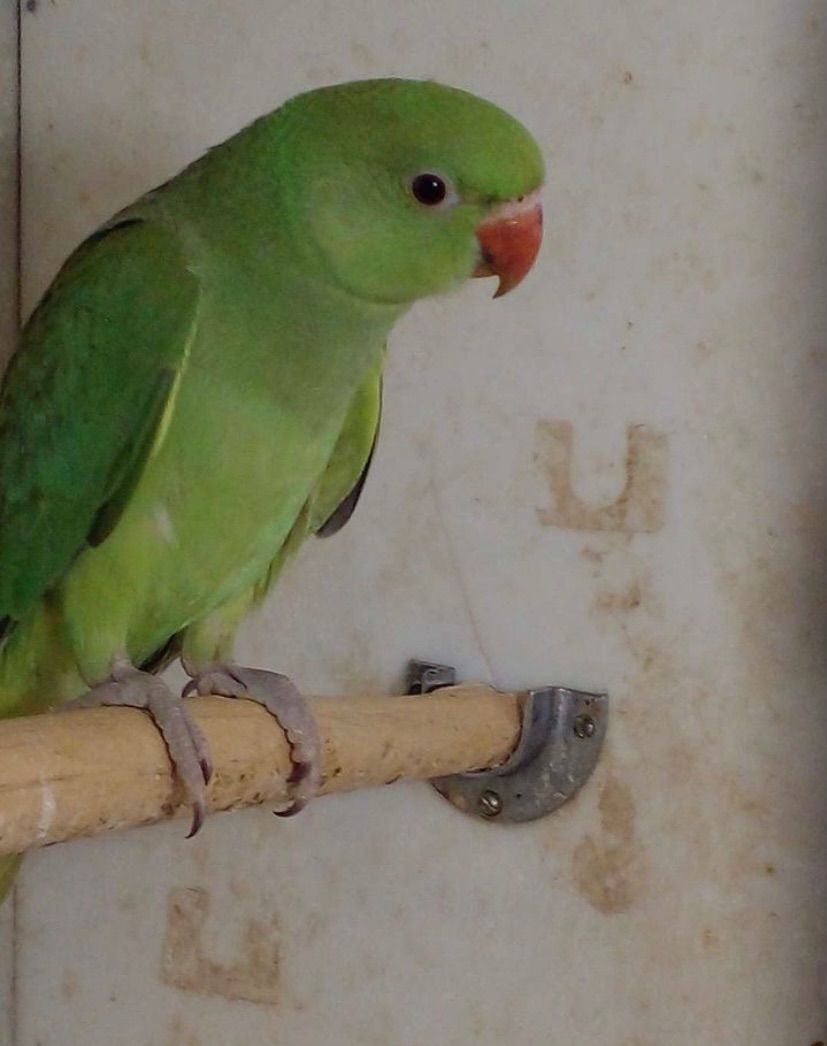 Ожереловые малыши разного окраса, птенцы в наличии, мальчики и девочки