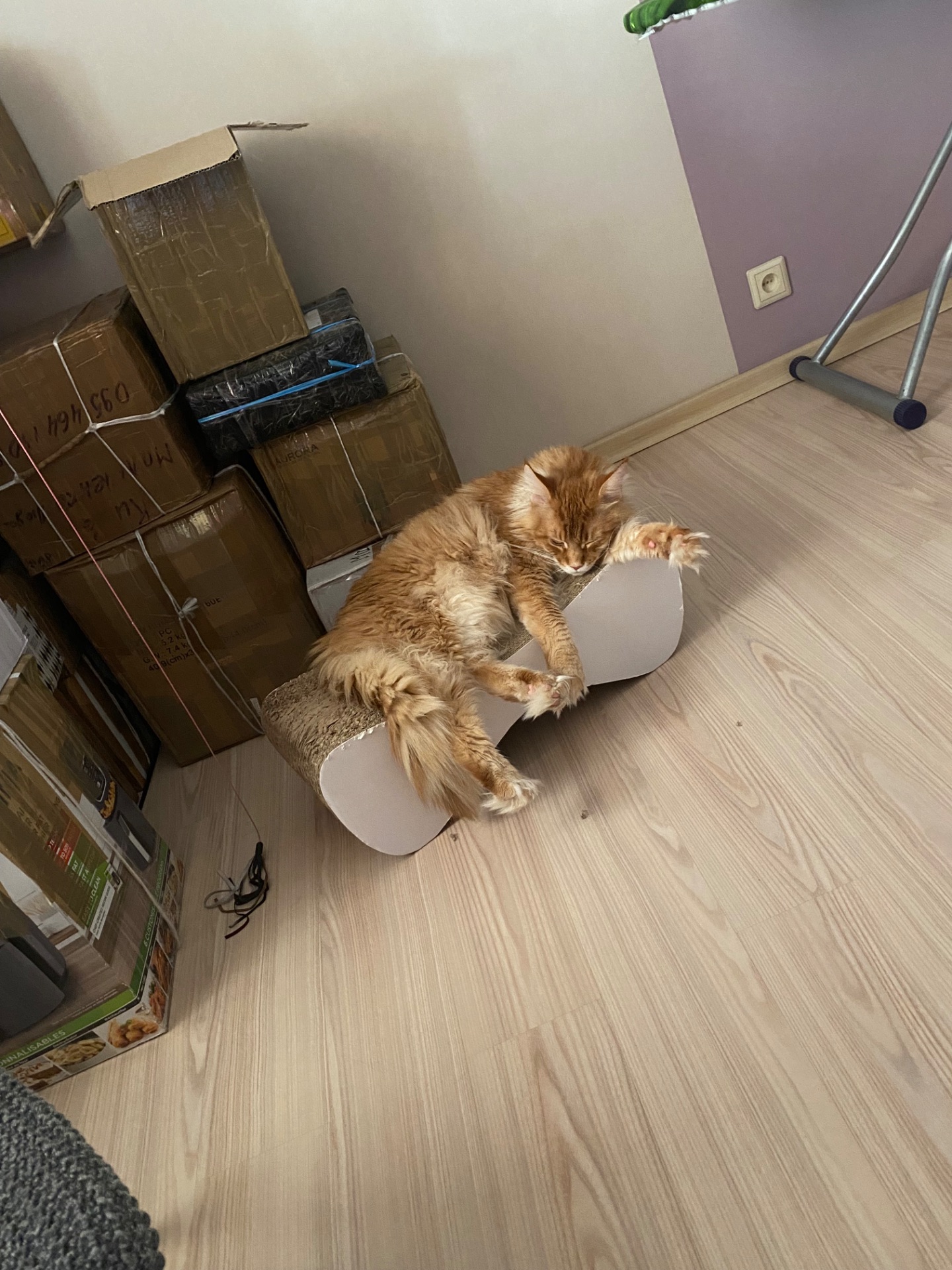 Київ. Кіт породи мейн-кун з документами шукає родину