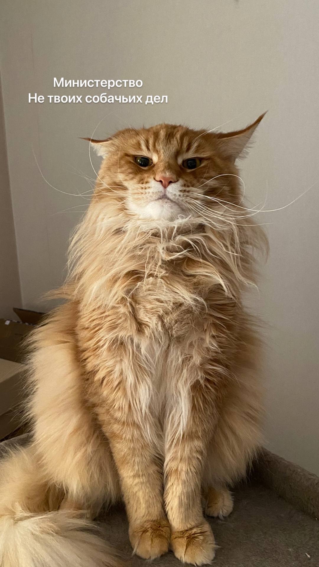 Київ. Кіт породи мейн-кун з документами шукає родину