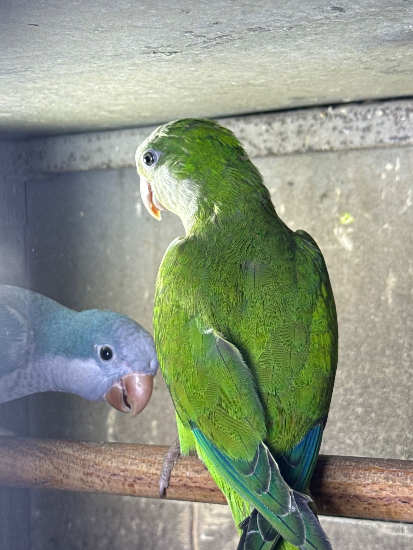 Каліта-Монах-Квакер пташенята молоді, говорят