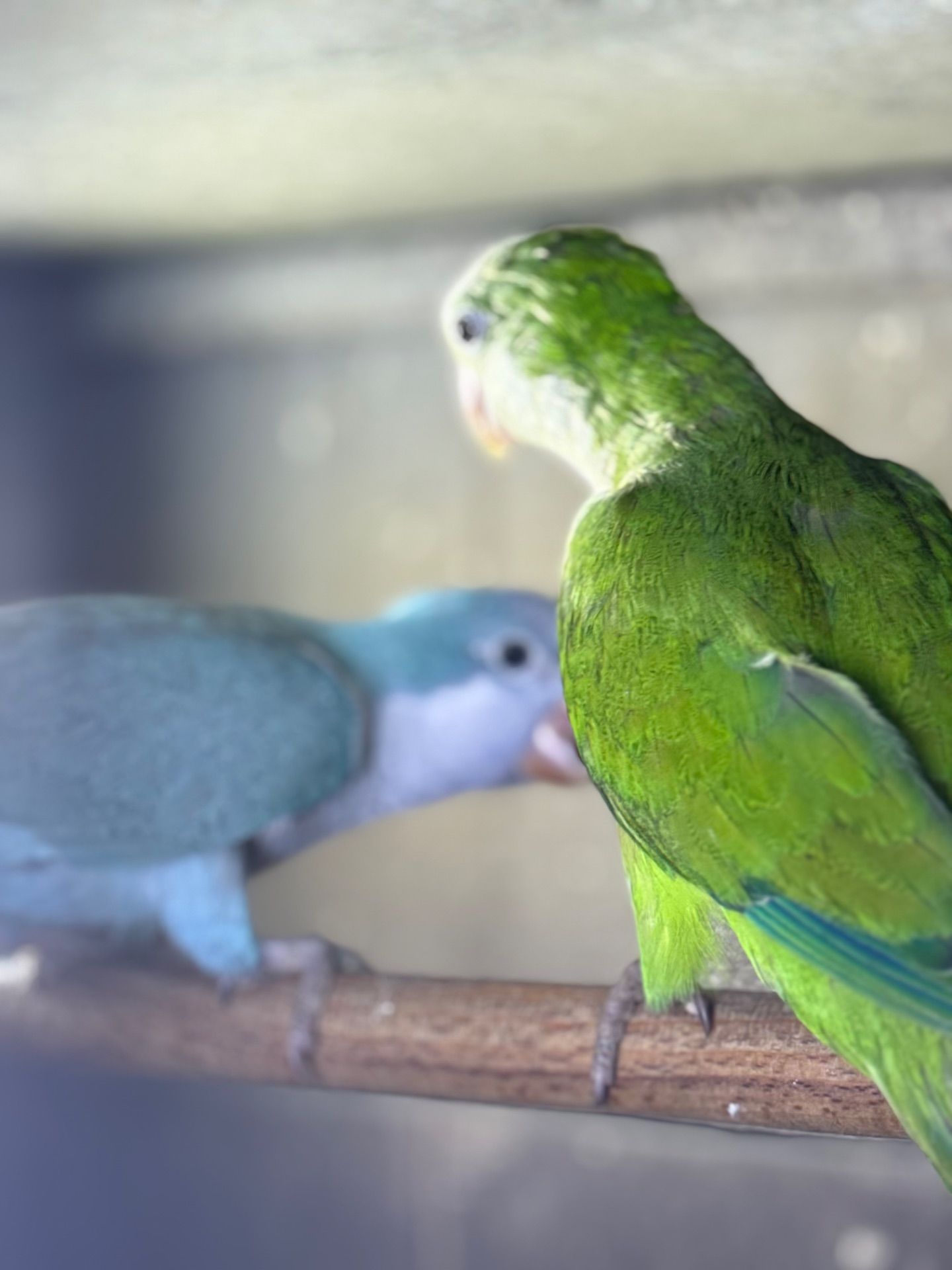 Каліта-Монах-Квакер пташенята молоді, говорят