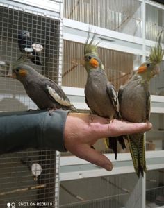 Корелли, карелла, папуги які говорять