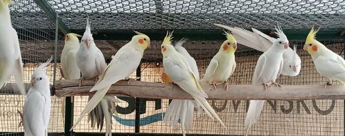 Корелли, карелла, папуги які говорять