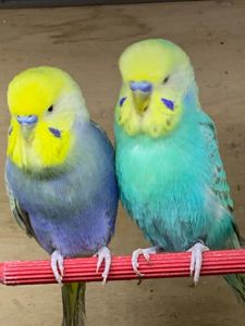 Радужні хвилясті папуги, малюки віком 1 міс