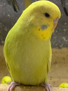 Радужні хвилясті папуги, малюки віком 1 міс