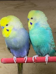 Радужні хвилясті папуги, малюки віком 1 міс