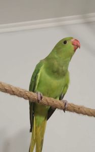 Ожереловые малыши разного окраса, птенцы в наличии, мальчики и девочки