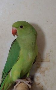 Ожереловые малыши разного окраса, птенцы в наличии, мальчики и девочки