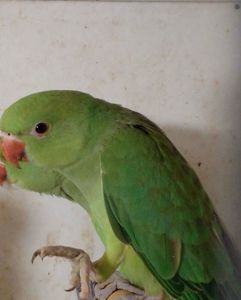 Ожереловые малыши разного окраса, птенцы в наличии, мальчики и девочки