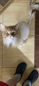 Київ. Кіт породи мейн-кун з документами шукає родину