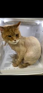 Київ. Кіт породи мейн-кун з документами шукає родину