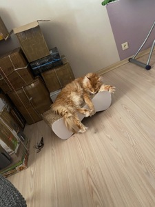 Київ. Кіт породи мейн-кун з документами шукає родину