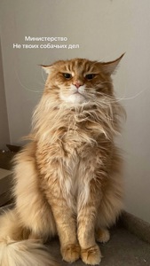 Київ. Кіт породи мейн-кун з документами шукає родину