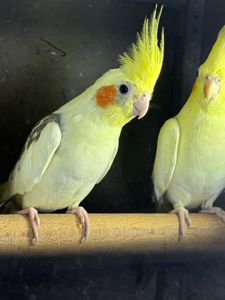 Корела папуга з чубчиком різні кольори