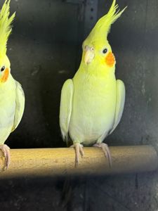 Корела папуга з чубчиком різні кольори