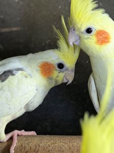 Корела папуга з чубчиком різні кольори