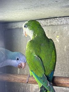 Каліта-Монах-Квакер пташенята молоді, говорят