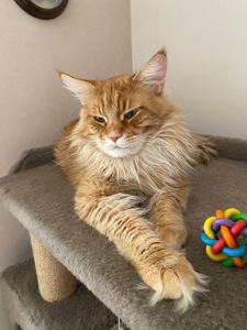 Київ. Кіт породи мейн-кун з документами шукає родину