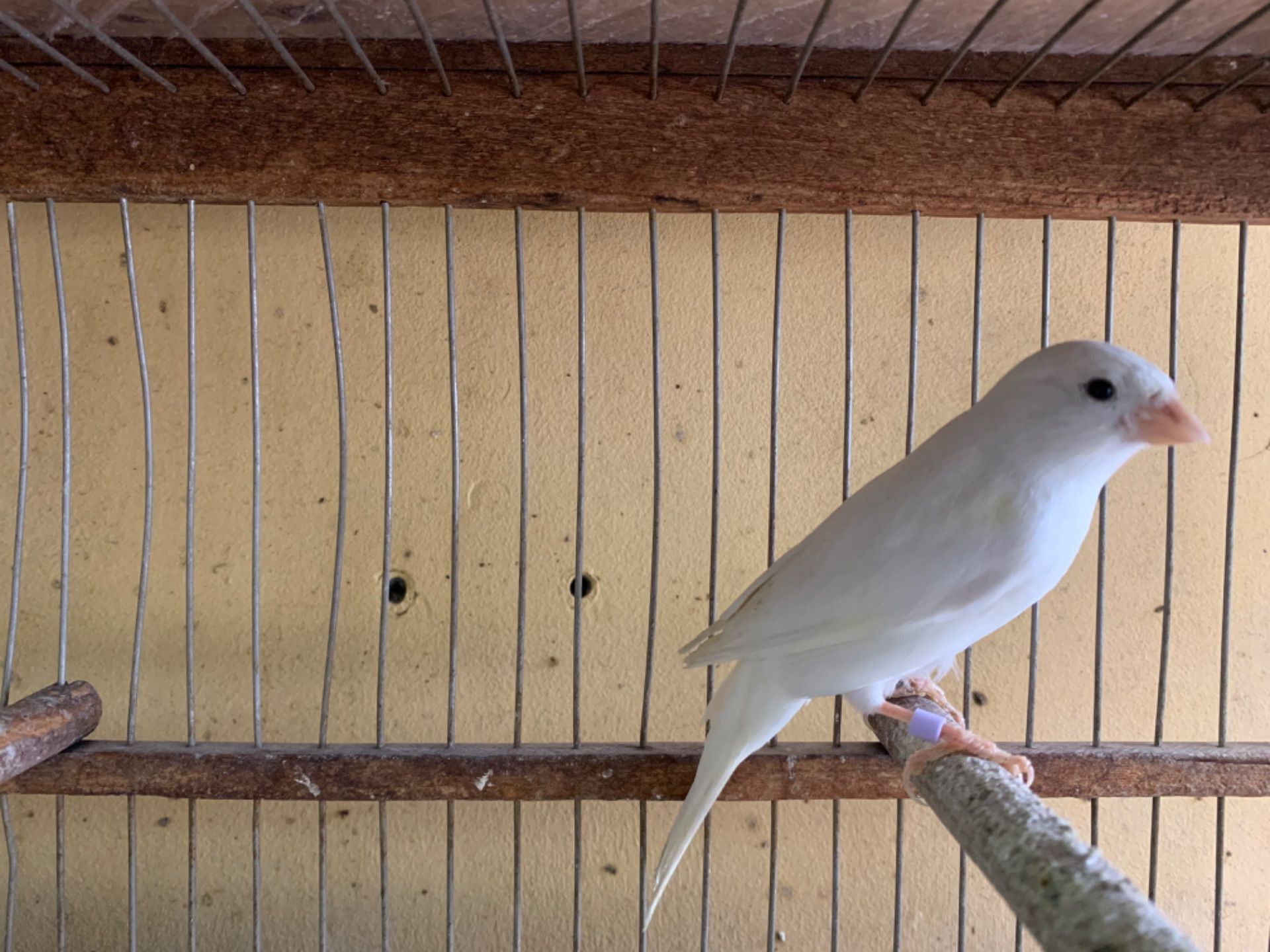 Класично співають канарки самці