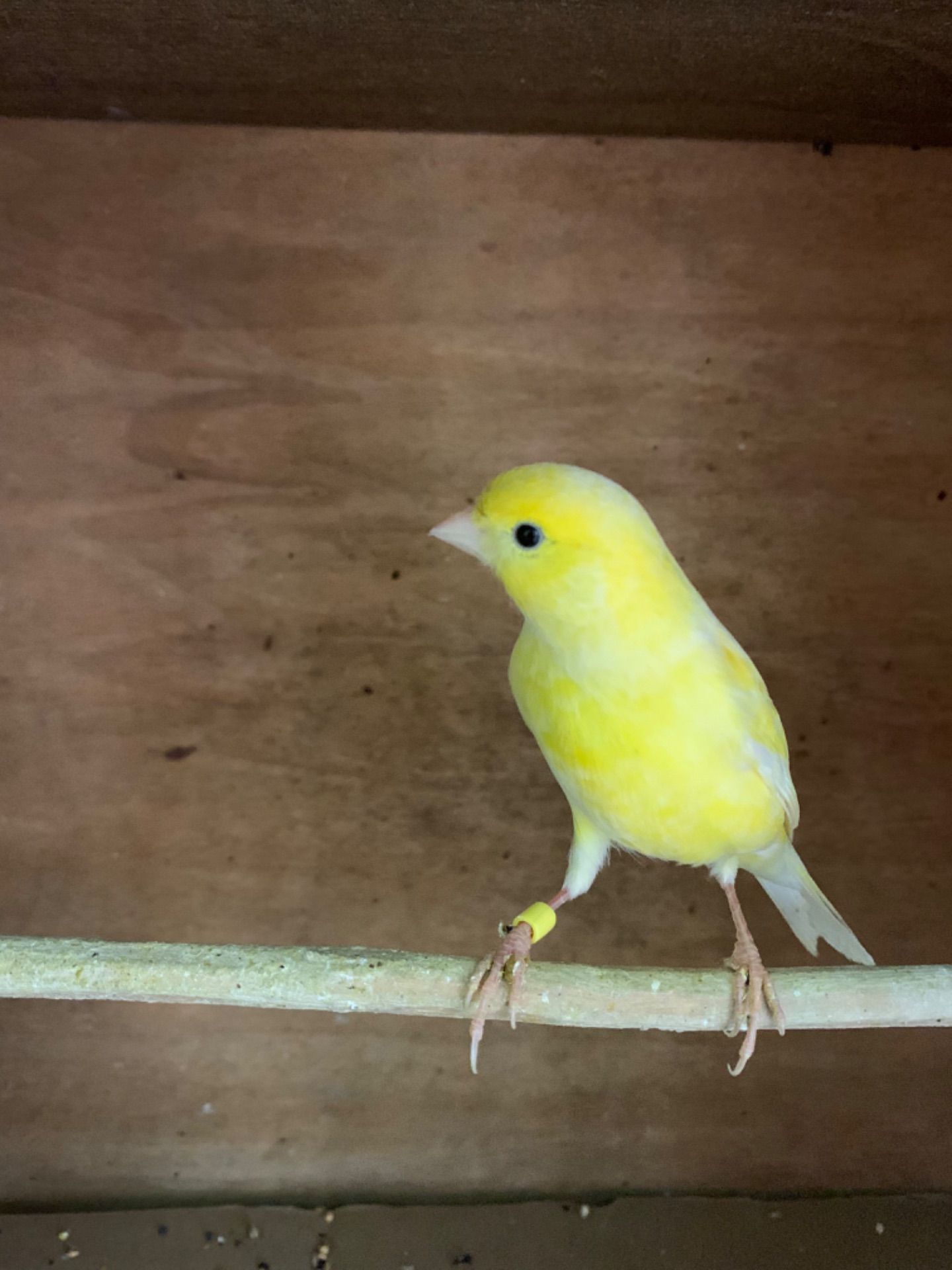 Класично співають канарки самці