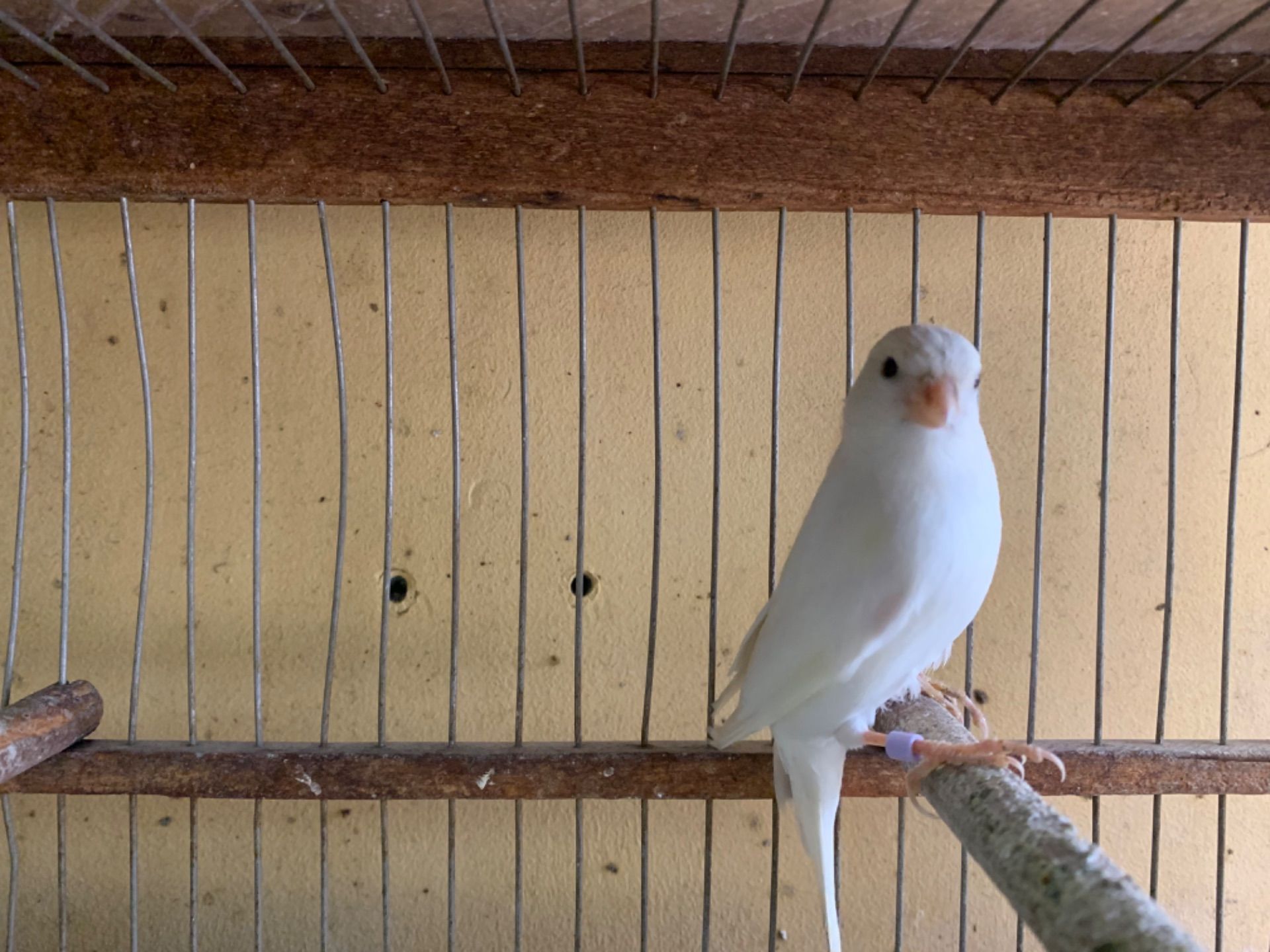 Класично співають канарки самці