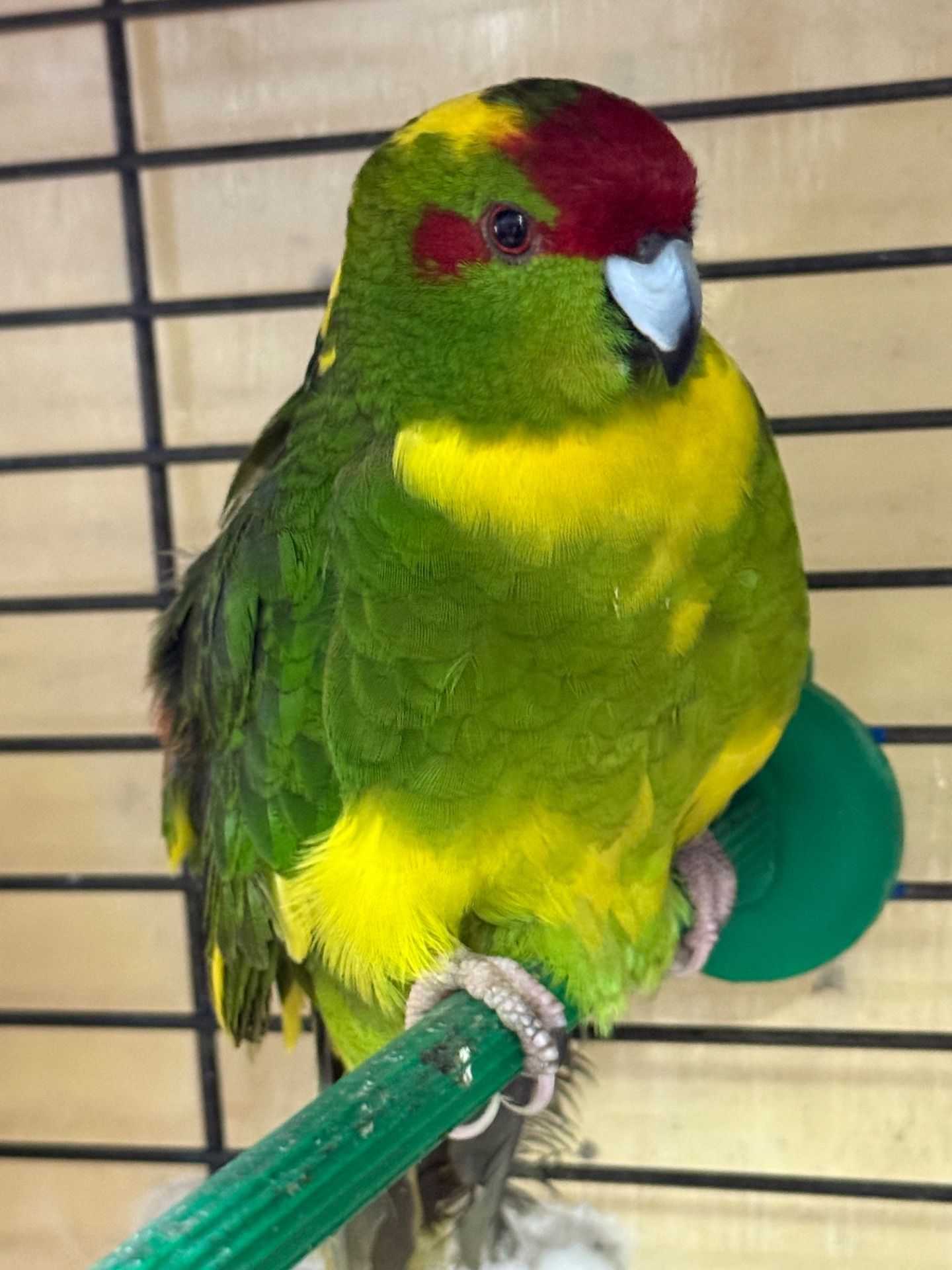 Какарік молоді папуги ( молоді)