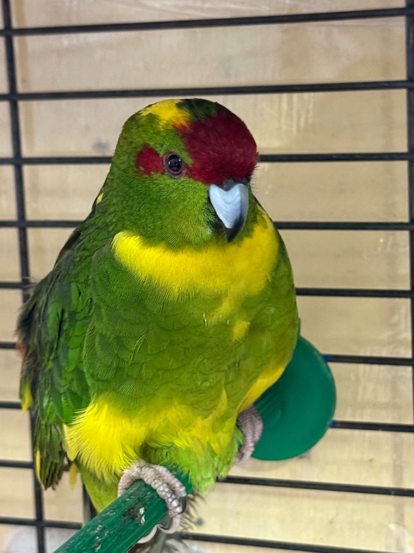 Какарік молоді папуги ( молоді)