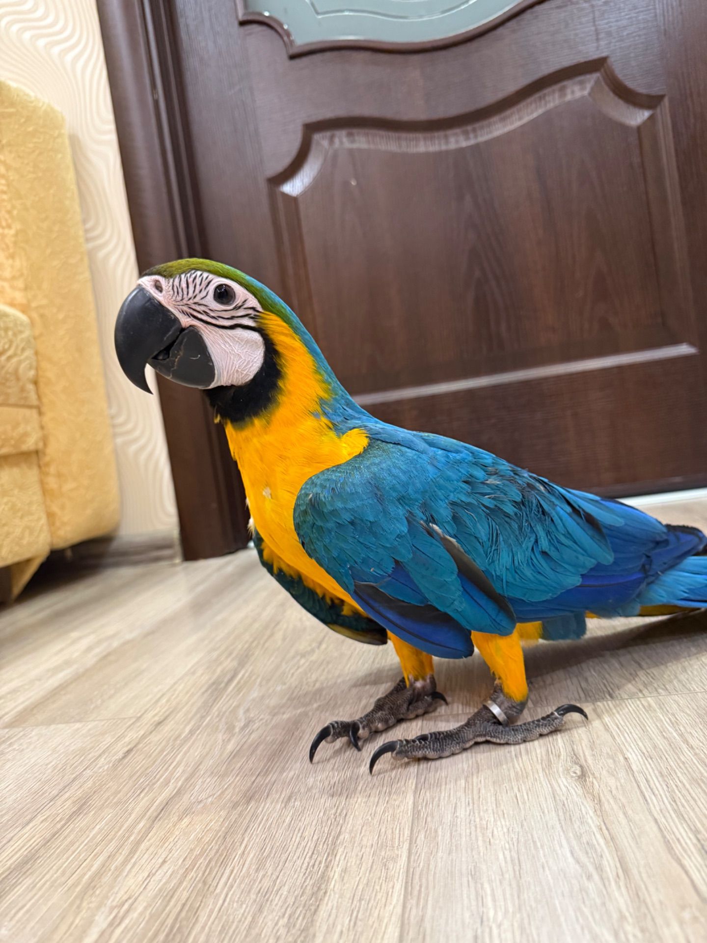 Яскравий малюк папуги Ара пташенятко