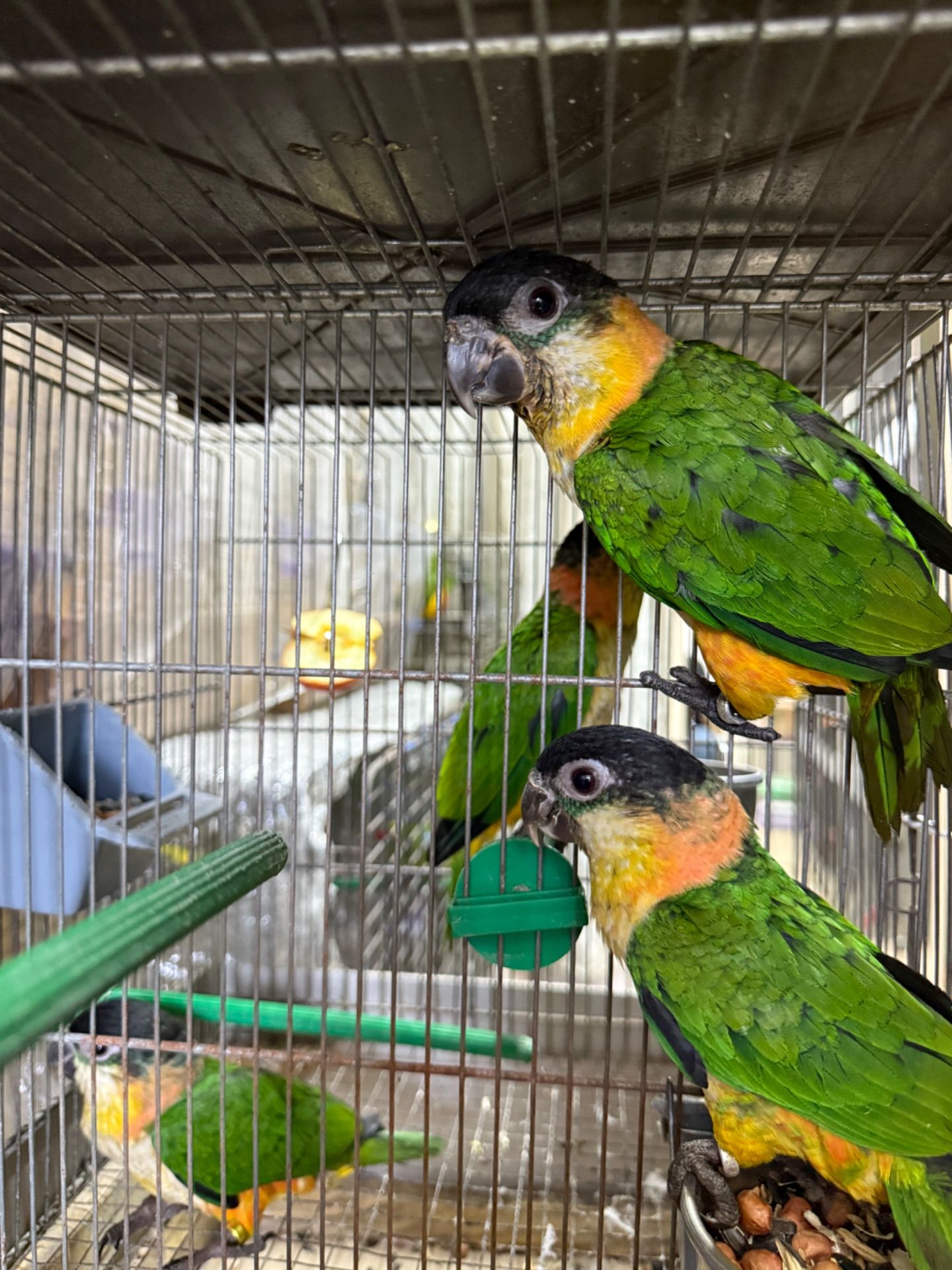 Папуга каік стрибун, веселий та активний малюк