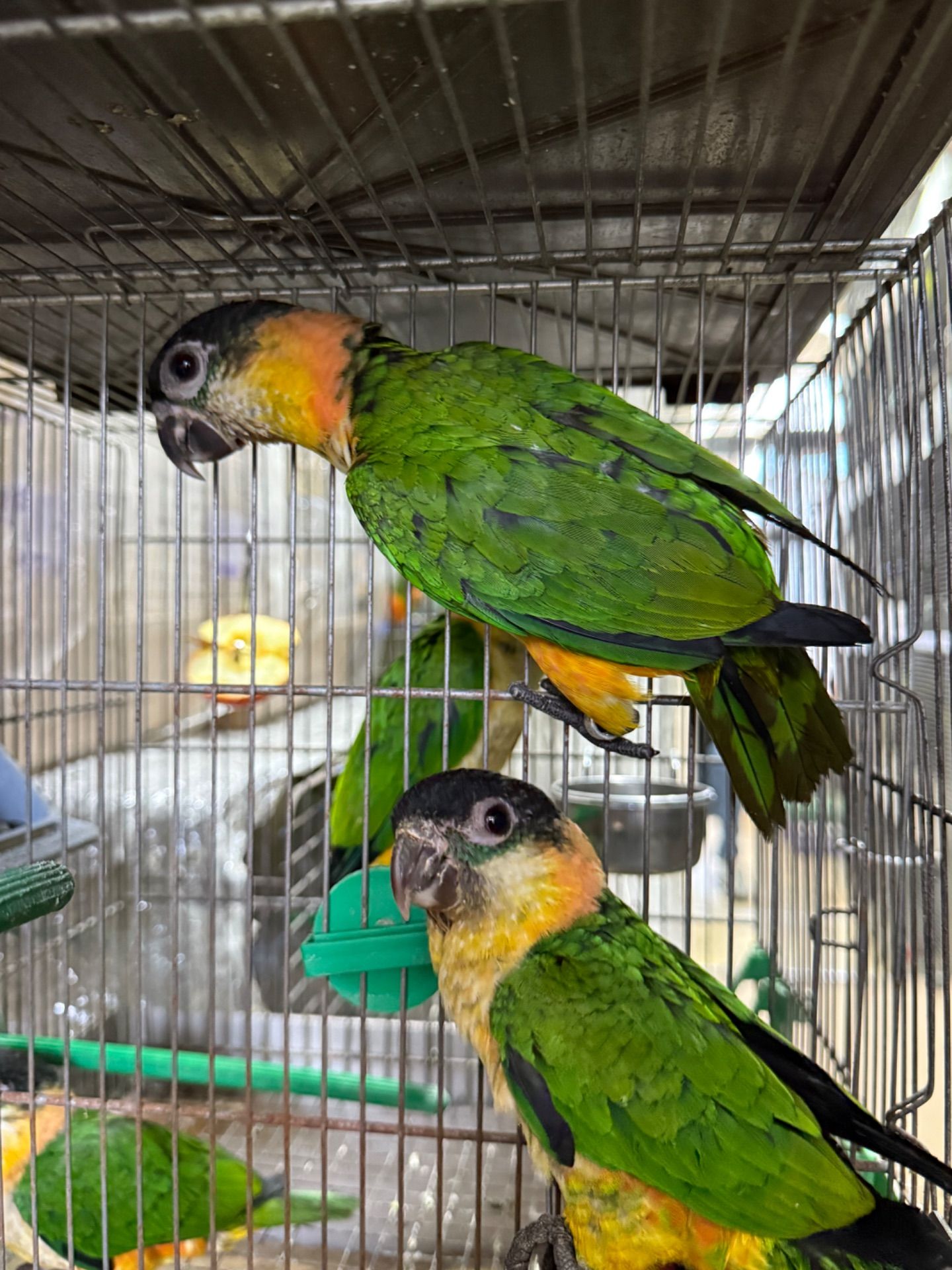 Папуга каік стрибун, веселий та активний малюк