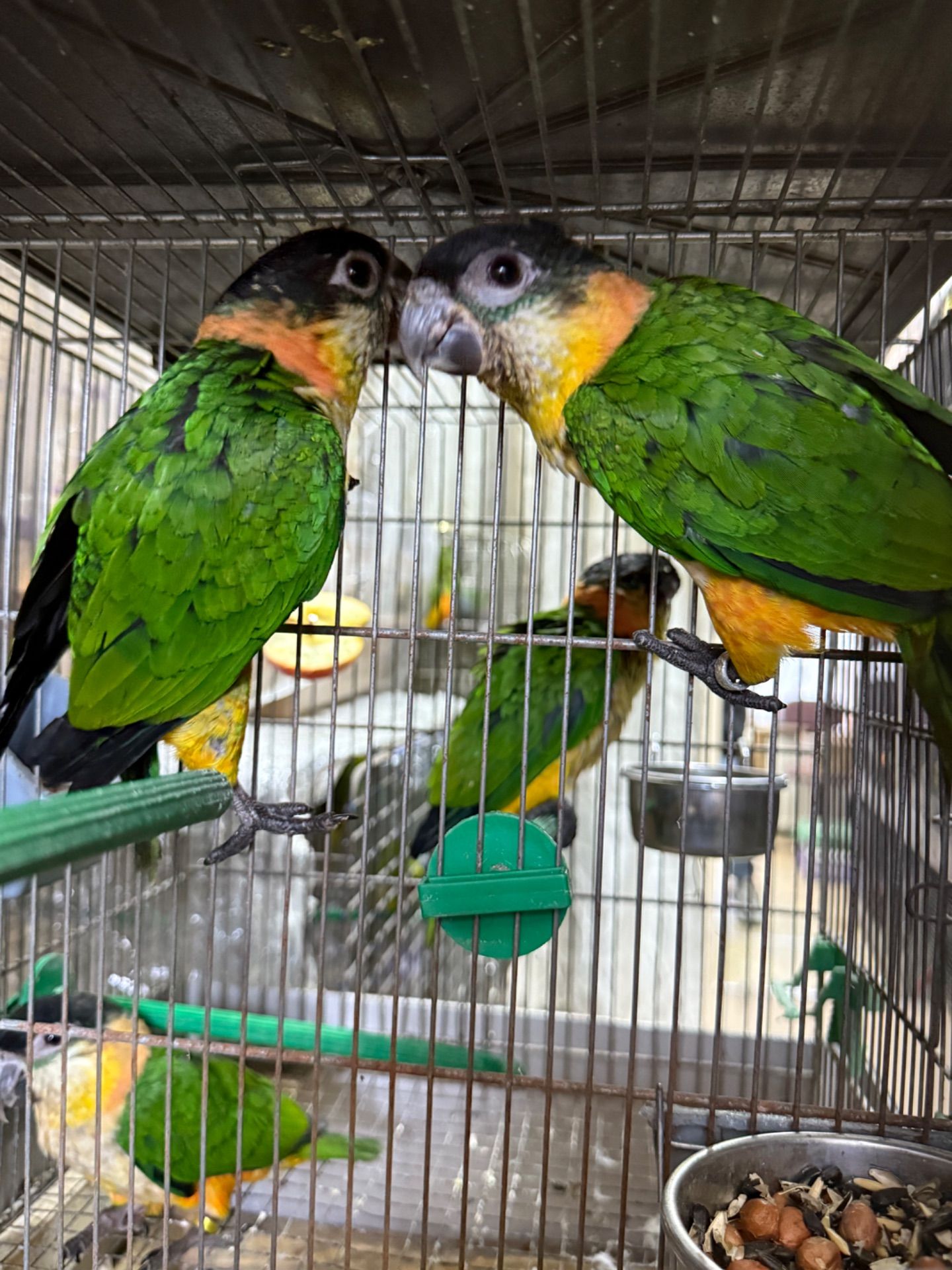 Папуга каік стрибун, веселий та активний малюк