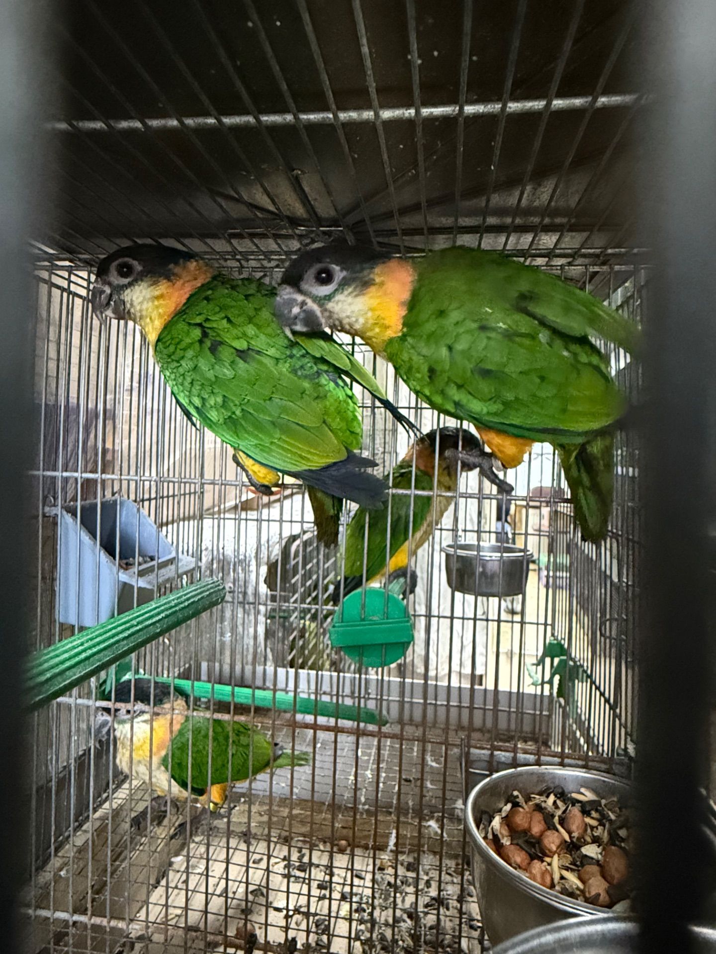 Папуга каік стрибун, веселий та активний малюк