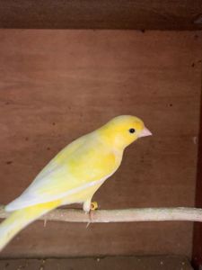 Класично співають канарки самці