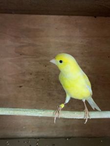 Класично співають канарки самці