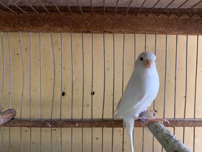 Класично співають канарки самці