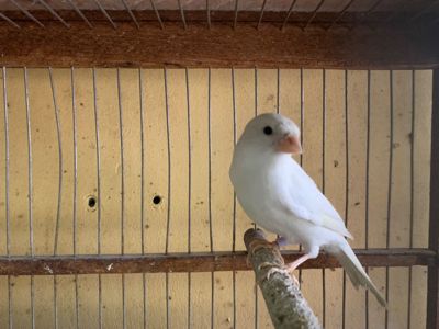 Класично співають канарки самці