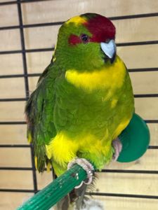 Какарік молоді папуги ( молоді)